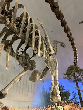 福井県立恐竜博物館に投稿された画像（2024/5/3）