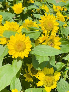 浜名湖花博2024に投稿された画像（2024/5/3）