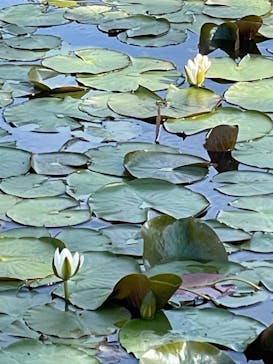 浜名湖花博2024に投稿された画像（2024/5/3）