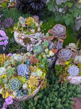 浜名湖花博2024に投稿された画像（2024/5/3）