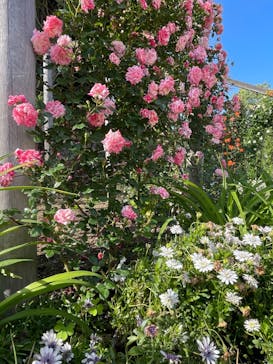 浜名湖花博2024に投稿された画像（2024/5/3）