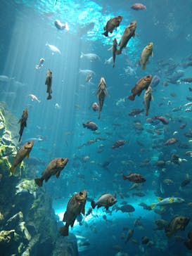 上越市立水族博物館 うみがたりに投稿された画像（2024/5/3）