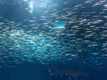 名古屋港水族館に投稿された画像（2024/5/3）