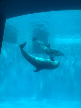 名古屋港水族館に投稿された画像（2024/5/3）