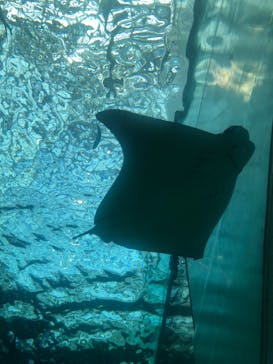 名古屋港水族館に投稿された画像（2024/5/3）