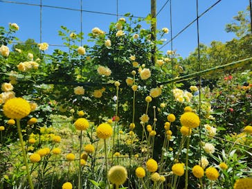 浜名湖花博2024に投稿された画像（2024/5/3）