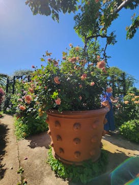 横浜イングリッシュガーデンに投稿された画像（2024/5/3）