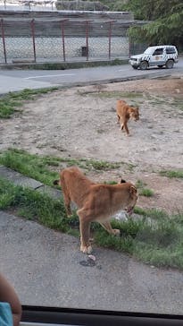 群馬サファリパークに投稿された画像（2024/5/3）