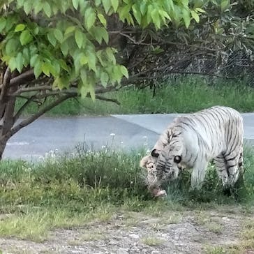 群馬サファリパークに投稿された画像（2024/5/3）