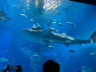 沖縄美ら海水族館に投稿された画像（2024/5/3）