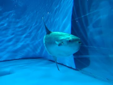 アクアワールド茨城県大洗水族館に投稿された画像（2024/5/3）