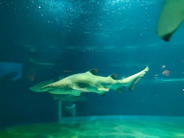 アクアワールド茨城県大洗水族館に投稿された画像（2024/5/3）