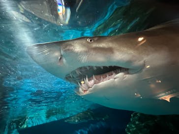 しながわ水族館に投稿された画像（2024/5/3）