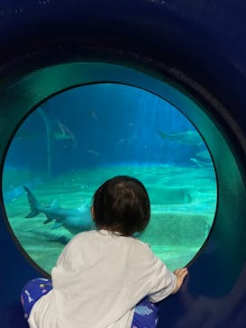 アクアワールド茨城県大洗水族館に投稿された画像（2024/5/3）