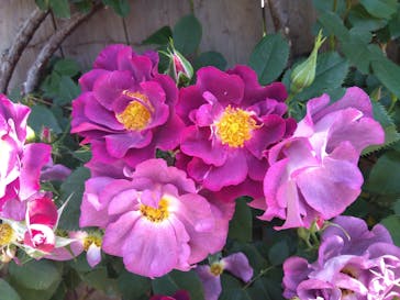 横浜イングリッシュガーデンに投稿された画像（2024/5/3）