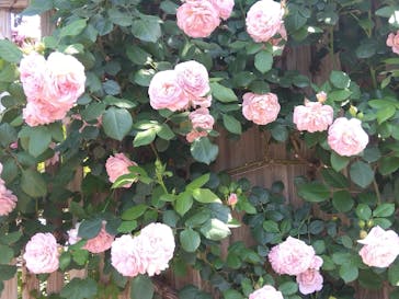 横浜イングリッシュガーデンに投稿された画像（2024/5/3）