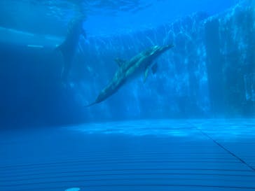 大分マリーンパレス水族館 「うみたまご」に投稿された画像（2024/5/3）
