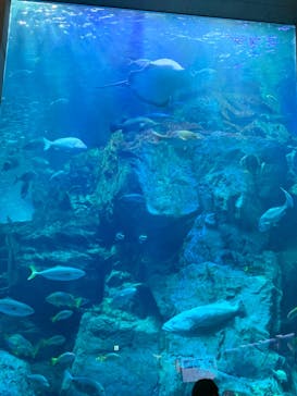 大分マリーンパレス水族館 「うみたまご」に投稿された画像（2024/5/3）