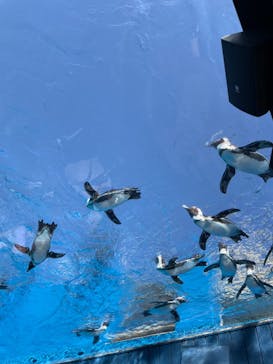 サンシャイン水族館に投稿された画像（2024/5/3）
