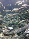 サンシャイン水族館に投稿された画像（2024/5/4）