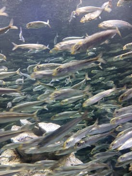 サンシャイン水族館に投稿された画像（2024/5/3）