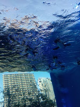 サンシャイン水族館に投稿された画像（2024/5/3）
