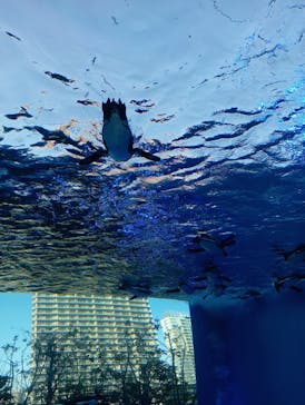 サンシャイン水族館に投稿された画像（2024/5/3）