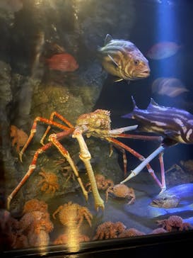 竹島水族館に投稿された画像（2024/5/3）