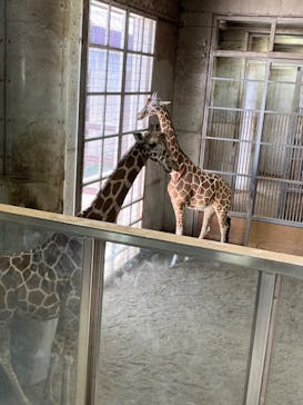 よこはま動物園ズーラシアに投稿された画像（2024/5/3）