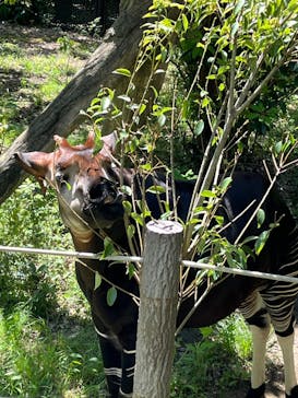 よこはま動物園ズーラシアに投稿された画像（2024/5/3）