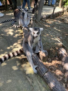 神戸どうぶつ王国に投稿された画像（2024/5/3）