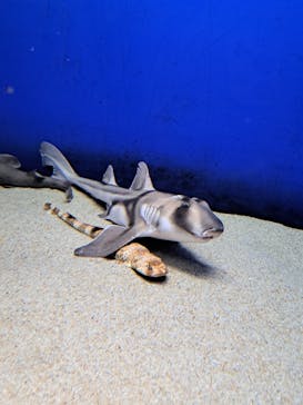 アクアワールド茨城県大洗水族館に投稿された画像（2024/5/3）