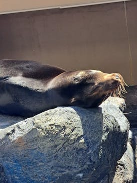 アクアワールド茨城県大洗水族館に投稿された画像（2024/5/3）