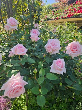 横浜イングリッシュガーデンに投稿された画像（2024/5/3）