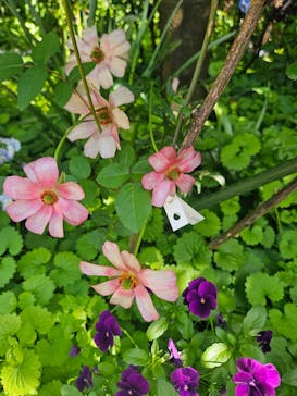 横浜イングリッシュガーデンに投稿された画像（2024/5/3）