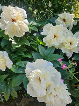 横浜イングリッシュガーデンに投稿された画像（2024/5/3）