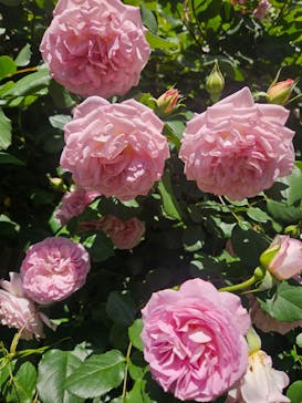 横浜イングリッシュガーデンに投稿された画像（2024/5/3）