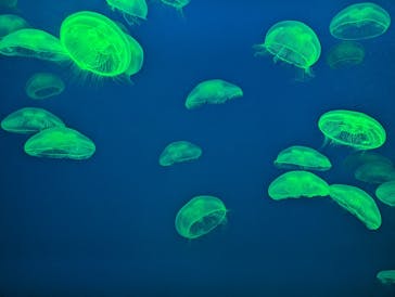 大分マリーンパレス水族館 「うみたまご」に投稿された画像（2024/5/4）