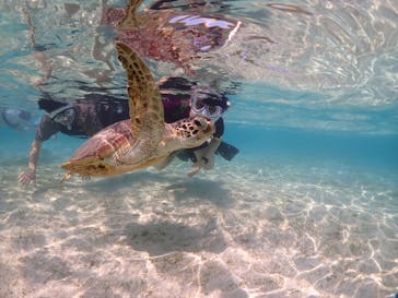 初心者専門宮古島シュノーケリングツアーに投稿された画像（2024/5/4）