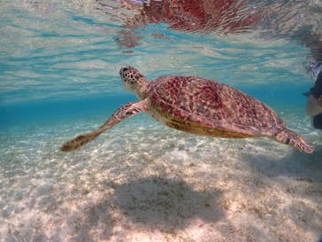 宮古島マリンショップSmileyに投稿された画像（2024/5/4）