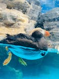 アクアワールド茨城県大洗水族館に投稿された画像（2024/5/4）