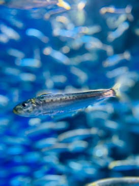 アクアワールド茨城県大洗水族館に投稿された画像（2024/5/4）