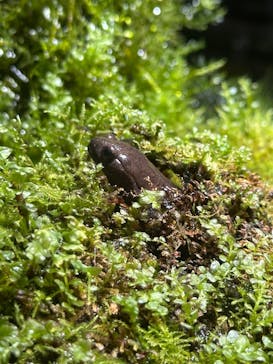 世界淡水魚園水族館　アクア・トトぎふに投稿された画像（2024/5/4）