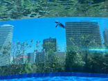 サンシャイン水族館に投稿された画像（2024/5/4）