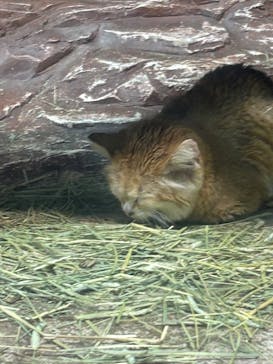 那須どうぶつ王国に投稿された画像（2024/5/4）