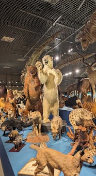 特別展「大哺乳類展３－わけてつなげて大行進」に投稿された画像（2024/5/4）