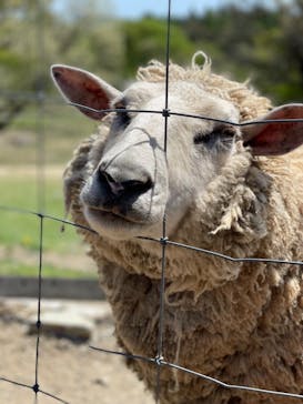 那須どうぶつ王国に投稿された画像（2024/5/4）