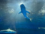 島根県立 しまね海洋館に投稿された画像（2024/5/4）