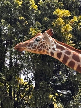 九十九島動植物園森きららに投稿された画像（2024/5/4）