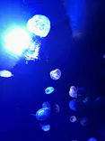 サンシャイン水族館に投稿された画像（2024/5/4）